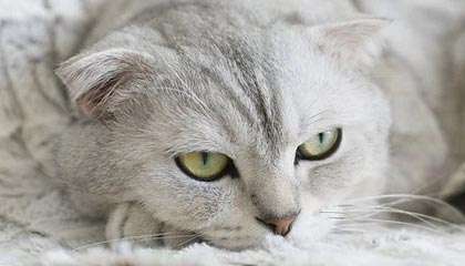 开云网页版-传统豪门的“王者归来”：历史上的欧洲霸主